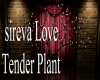 sireva Love Tender Plant