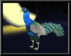 MoonLight Peacock