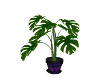 Black Velvet Pot plant