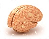 Cerebro /  Brain