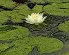 Lilly pad [POPUP]