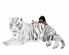 tigre blanc calin