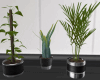 DER: Set Pots Plants