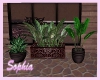SweetHome Patio Plant