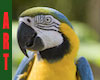 BLUE AND GOLD MACAW ART