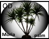 (OD) Mooria pot palm