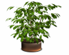 Ficus House Plant