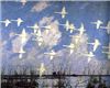 Flight of Swans Painting