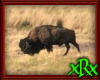 Bison Picture Frame