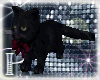 Beker black cat