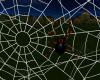 Spiders and Webs 2