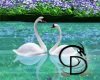 lovely swans