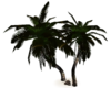 Island Palm Tree 4