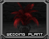 Gothic Wedding Plant