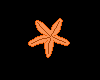 Tiny Orange Starfish