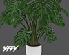 Potted Monstera Plant