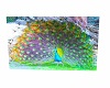 The PeaCock Picture