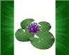Lily Pads W/Purple Lily