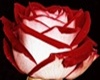 Red/White Rose
