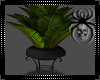 Abyss Potted Plant