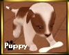 G-Adopt a pup2