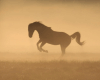 6v3| Horse In The Dust