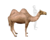 *Anim* Camel Pet