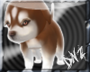 [dNz]Newborn Husky PET-3