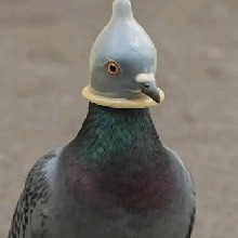 Niikah