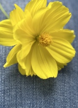 Mamoitie