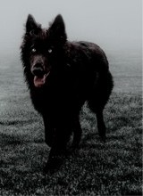 Animal6
