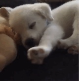 woa