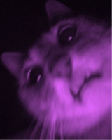 Guest_Laext