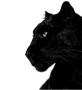 Guest_morticiaaddams344
