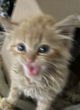 2kutebubz