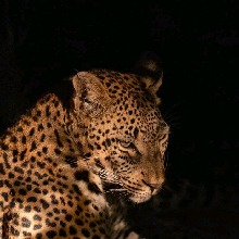Guest_M504209