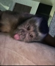 zarbi