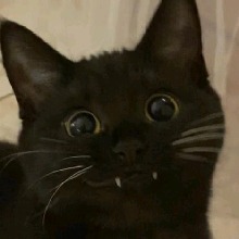 Guest_Lalariih