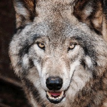 FR4NK3WOLF