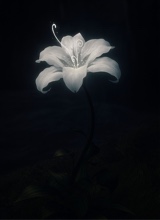 Guest_Naomii247584