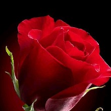 Guest_EllDiablo1
