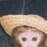 ELMALCRI