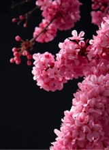 LachlanBloomer