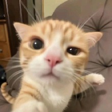 صورة الـavatar