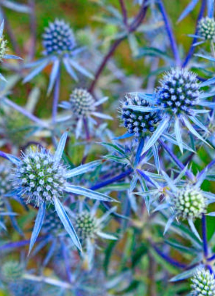 Seaholly