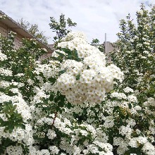 Guest_Samantha467337