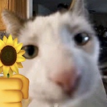 Guest_Marceuwu