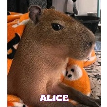 Guest_AliceNy