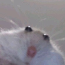Guest_Notsopetty