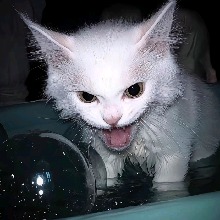 Guest_djdgdh